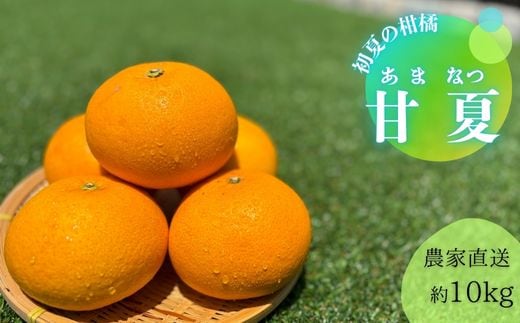 甘夏（約10㎏）(A144-1)