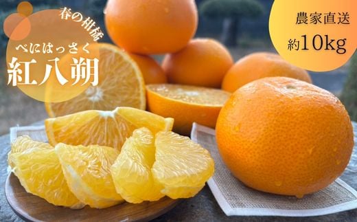 紅八朔（べにはっさく）（約10㎏）(A146-1)