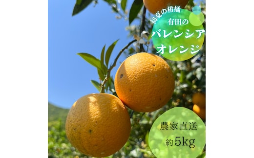 【数量限定】有田市生まれのバレンシアオレンジ（約5kg）(A212-1)