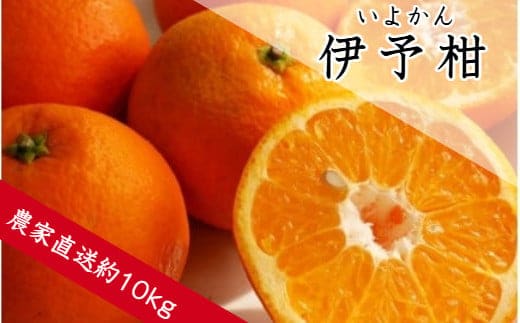 伊予柑（約10㎏）(A359-1)