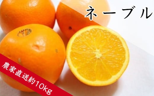 ネーブル（約5㎏）(A360-1)