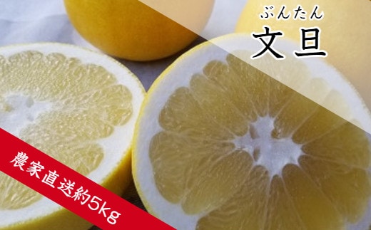 文旦（ぶんたん）(A361-1)