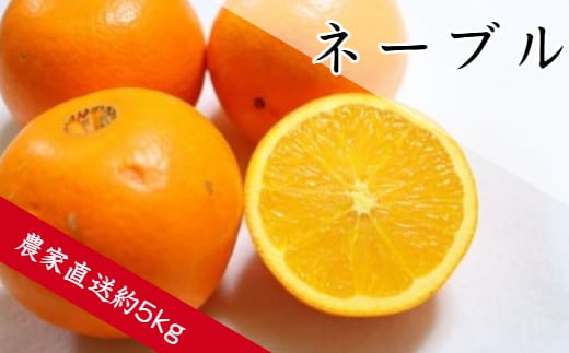 ネーブル（約5㎏）(A360-1)