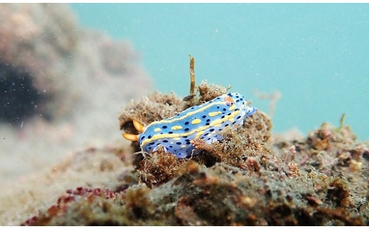 362 スキューバダイビング体験＋有田のグルメ堪能プラン（１名様）(A362-1)