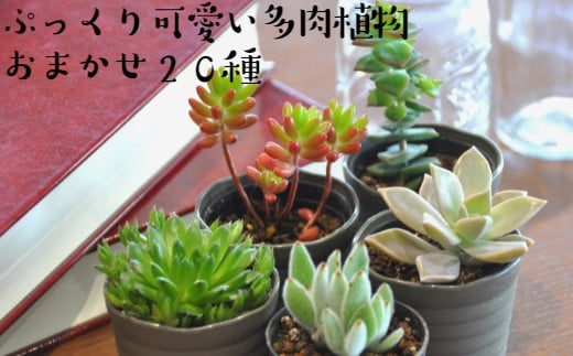 おまかせ多肉植物詰め合わせ（20種）（A160-1）