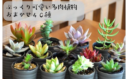 おまかせ多肉植物詰め合わせ（40種）(A161-1)