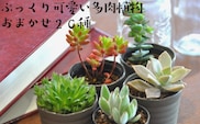 おまかせ多肉植物詰め合わせ（20種）（A160-1）
