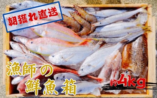 漁師の鮮魚箱（約4kg）(A890-3)