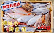 漁師の鮮魚箱（約4kg）(A890-3)