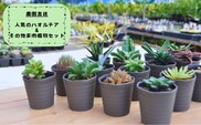 人気のハオルチア＆その他の多肉植物詰め合わせ（A944-2）