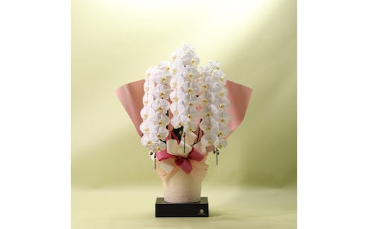 フォアスPREMIUM胡蝶蘭3本立ち42輪以上 白 (A958-2)