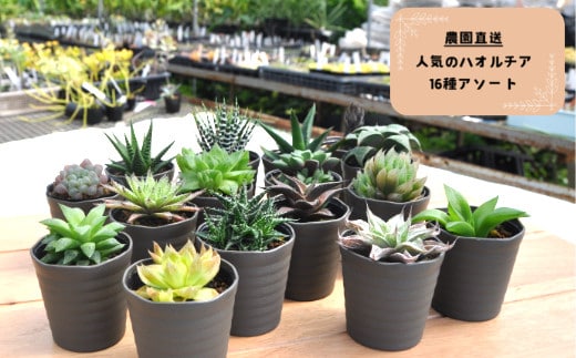 人気のハオルチア16種詰め合わせ（A960-2）