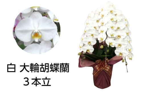 胡蝶蘭 3本立(A99-2)