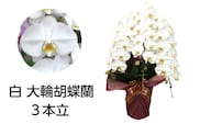 胡蝶蘭　3本立(A99-2)