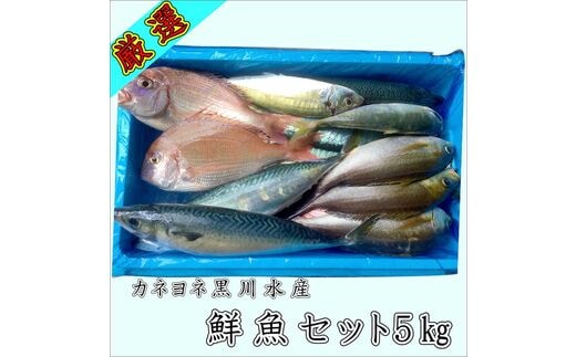 【0008-2】御坊産 鮮魚セット5kg【配送不可地域】沖縄・北海道・東北・九州