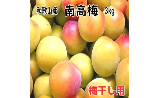【1118-4】完熟青梅（生梅）紀州南高梅 3kg【梅干し用】《先行予約》