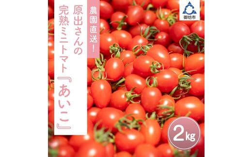 【0233-2】農園直送！原出さんの完熟ミニトマト（あいこ）