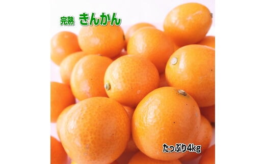 【0375-4】完熟きんかん/金柑 4kg 秀品 Lサイズ以上≪先行予約2026年2月頃より順次発送分≫