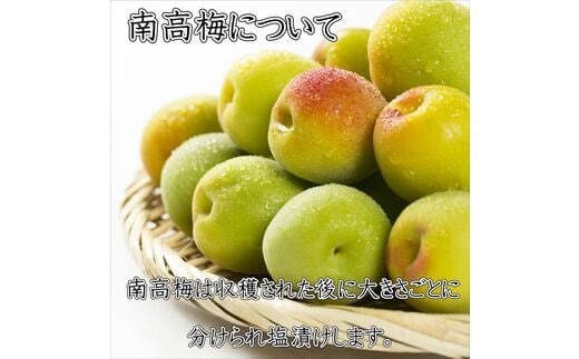 0383-1】紀州南高梅 味梅(白干し梅)3Lサイズ 1.2kg（塩分7%） | d