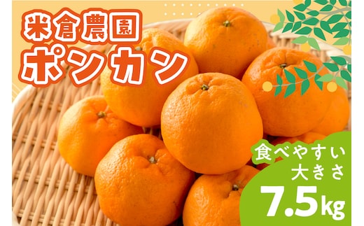 【1147-2】ポンカン 7.5キロ《先行予約2027年1月中旬頃より順次発送予定》
