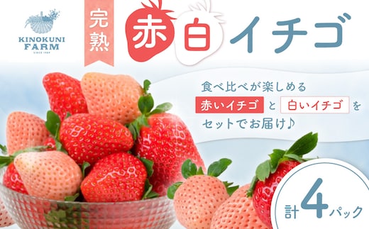 自農園産『完熟赤白いちご』4パック入り《先行予約》2027年1月頃から順次発送【配送不可地域：北海道・青森・秋田・岩手・沖縄・離島】【0863-5】