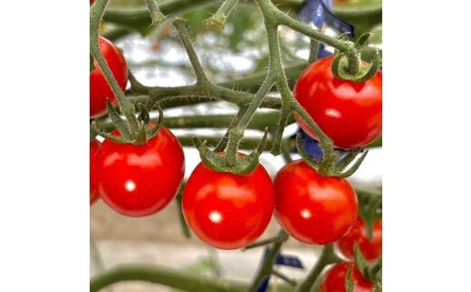 【0910-3】ミニトマト（キャロルセブン）2kg≪先行予約2025年11月より順次発送予定≫