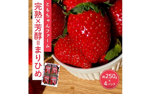 【1009-4】「完熟×芳醇=まりひめ」4パック（約250g×4）≪先行予約≫2026年1月上旬より順次発送予定【配送不可地域：北海道・沖縄・離島】