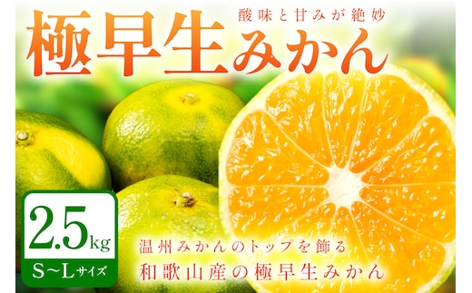 【1212】極早生みかん 2.5kg 和歌山産 甘酸っぱいみかん