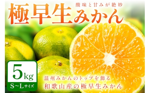 【1213】極早生みかん 5kg 和歌山産 甘酸っぱいみかん