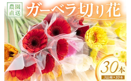 農園直送 ガーベラ切り花30本【1294】