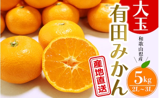 ＼ みかんの名産地 和歌山県産／ 農家直送 大玉 有田みかん 5kg （2L～3L） ひとつひとつ手選別で厳選【2025年11月下旬～1月中旬ごろに順次発送予定】 | みかん フルーツ 果物 くだもの 有田みかん 蜜柑 柑橘【hdm001-1A】
