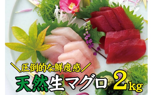 天然 キハダ（もしくはメバチ） 生まぐろ 大容量2kg 鮮度抜群の生まぐろをお届けします / 生鮪 鮪 マグロ 生まぐろ キハダマグロ 刺身【tka015A】