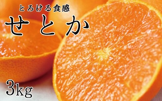 とろける食感！ジューシー柑橘 せとか 約3kg【予約】※2026年2月下旬頃～2026年3月下旬頃発送(お届け日指定不可) せとか みかん ミカン 柑橘 フルーツ 果物 くだもの【uot506A】