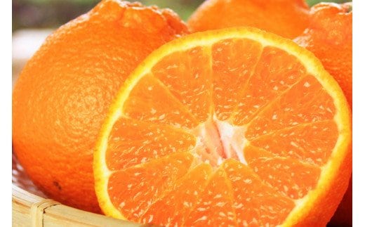 果肉プリプリ♪ 完熟紀州デコ(不知火) 約3kg ＜2026年2月下旬頃～2026年3月中旬頃発送＞ 不知火 みかん ミカン 柑橘 果物 フルーツ【uot706A】