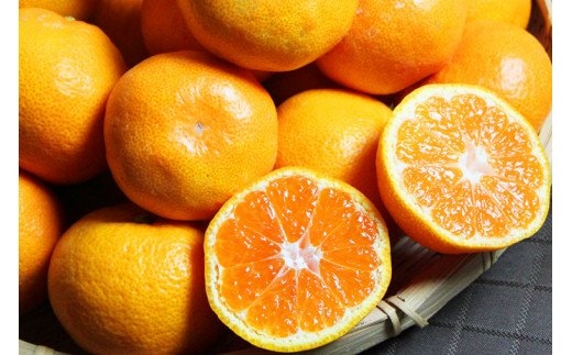 【先行予約受付】高級ブランド田村みかん 10kg 大玉サイズ※2026年11月下旬頃～2027年1月下旬頃に順次発送予定(お届け日指定不可)【uot716】