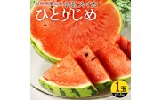 紀州和歌山産小玉スイカ「ひとりじめ」１玉【予約】※2025年6月上旬頃～6月下旬頃に順次発送予定(お届け日指定不可)【uot778】