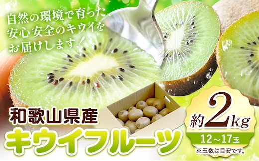 【先行予約】和歌山県紀の川市産 キウイ約2kg(12～17玉) ときわオンライン《12月下旬-2027年5月中旬頃出荷》 和歌山県 紀の川市 キウイ キウイフルーツ 果物 フルーツ 送料無料---wsk_tkw10_12g5c_24_13000_2kg---
