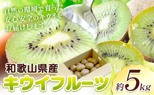 和歌山県紀の川市産 キウイ約5kg ときわオンライン《12月下旬-5月中旬頃出荷》 和歌山県 紀の川市 キウイ キウイフルーツ 果物 フルーツ 送料無料---wsk_tkwkwi_h125_22_17000_5kg---