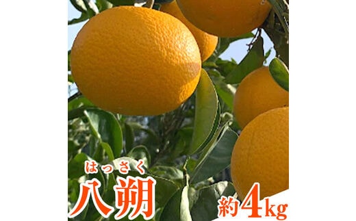 先行予約 和歌山県産 八朔(はっさく) 約4kg 前商店《2026年1月上旬-3月末頃出荷》産地直送 柑橘---wsk_mes16_1j3m_25_10500_4kg---