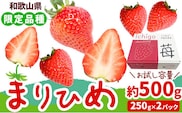 いちご まりひめ 約500g ( 250g × 2パック ) お試し パック 苺 イチゴ JAわかやま 紀の里地域本部《2027年2月中旬-3月末頃出荷》 和歌山県 紀の川市 青果物 果物 くだもの フルーツ スイーツ---wsk_cjak25_2c3m_24_8000_500g---