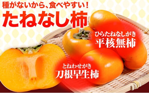 たねなし柿（刀根早生柿・平核無柿）約7.5kg（28～36玉前後） 《2024年