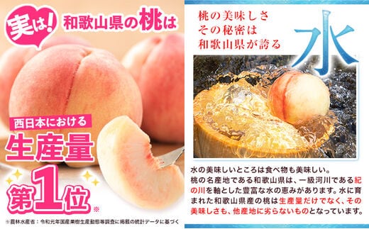 2027年先行予約】4年連続人気no.1 紀の里の桃 もも 桃 約2kg 《2027年6