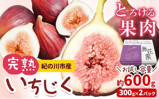 完熟いちじく 約600g (300g×2パック ) お試し パック いちじく イチジク 無花果 紀の里農業協同組合《2026年9月上旬-11月上旬頃出荷》 和歌山県 紀の川市 青果物 果物 くだもの フルーツ スイーツ---wsk_cjak24_9j10c_24_7000_600g---