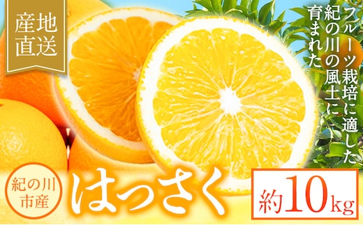 【先行予約】八朔 約10kg ｍ＆ｎ果実園《2026年1月下旬-3月中旬頃出荷》和歌山県 紀の川市 果物 フルーツ はっさく 柑橘類 送料無料---wsk_mnk1_h13_23_13000_10kg---