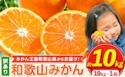 【訳あり/サイズ不選別】 和歌山みかん 約10kg 和歌山県産 《2025年11月中旬-1月中旬頃出荷》たっぷり ご家庭用 2L～2S 産地直送 みかん 旬 蜜柑 ミカン 柑橘 果物 フルーツ 和歌山県 紀の川市---wfn_wlocal90_11c1c_25_10000_10kg---｜みかん 早生みかん 極早生みかん 中生みかん 晩生みかん
