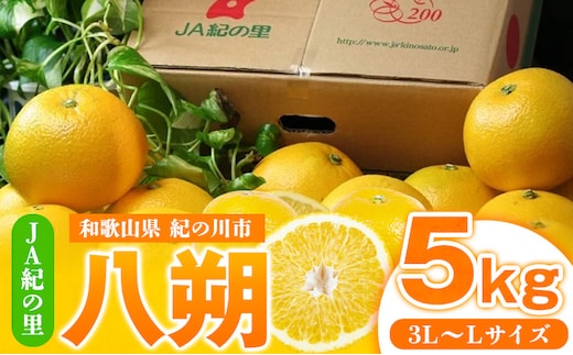 【先行予約】八朔 約5kg(3L-Lサイズ)JAわかやま 紀の里地域本部 《2027年1月上旬-3月末頃出荷》 和歌山県 紀の川市 果物 フルーツ 柑橘 はっさく---wsk_jak22_1j3m_24_10000_5kg---