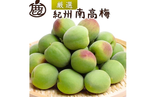 厳選 紀州南高梅(青梅)5kg+250g（傷み補償分）【梅干し・梅酒・梅ジュース】［IKE77］