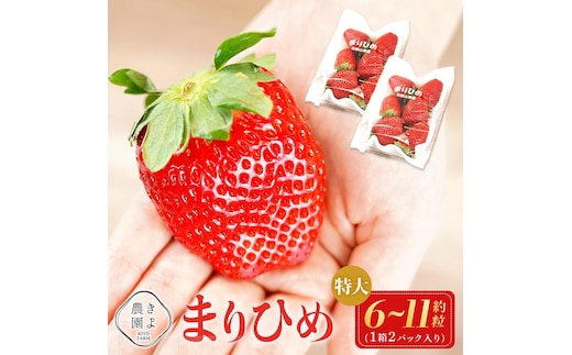 特大まりひめイチゴ 朝摘 6個～11個入×2パック［2026年1月中旬頃より発送］［先行予約］［KT3］