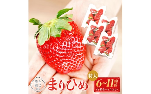 特大まりひめイチゴ 朝摘 6個～11個入×4パック［2026年1月中旬頃より発送］［先行予約］［KT4］