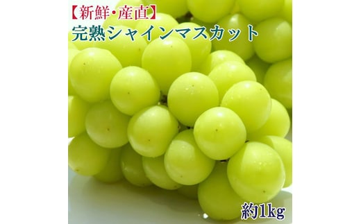 ★2026年度発送分★[新鮮・産直]和歌山県産完熟シャインマスカット約1kg ★2026年9月上旬頃より順次発送［TM182］